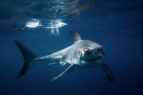istock Great white shark turning towards camera below the surface 2148344801