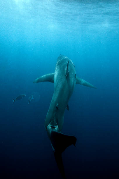 istock Large great white shark swimming towards the light 2148344811