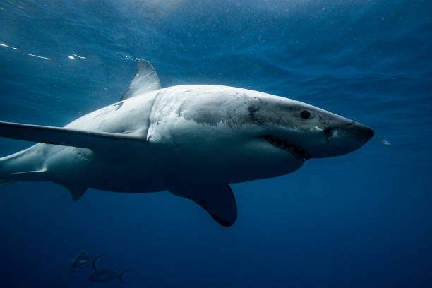 istock Close up of a great white shark swimming below the surface 2148344837
