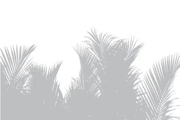 Vector illustration of Abstract background of palm leaves or coconut leaves on top