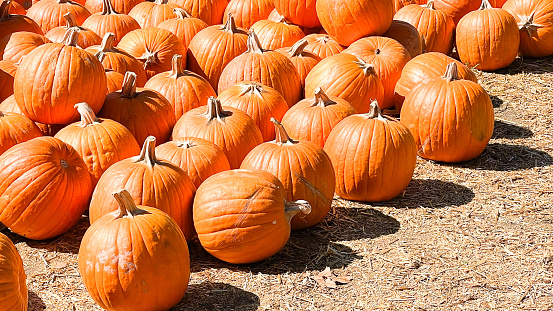 A plethora of pumpkins are waiting to be chosen.