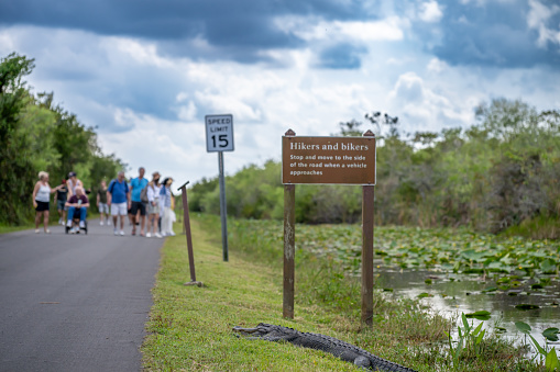 Laplace, LA, USA. 8 June 2023. Man feeds alligators on a Louisiana swamp tour, while others look on.
