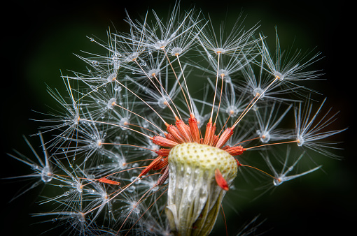 Close-up image of a white dandelion with details and dark background.