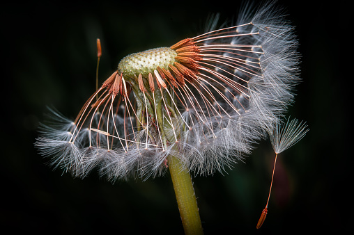 Close-up image of a white dandelion with details and dark background.