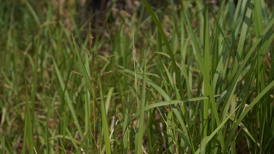 Abstract image of wild grass growing tall and long green in a community garden