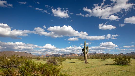 Saguaro cactus under cumulus clouds in the Salt River southwest desert area near Scottsdale Arizona United States