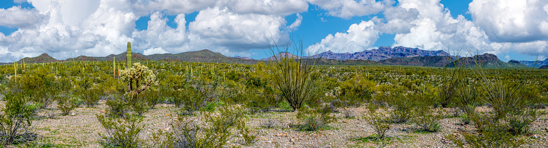 The Ajo Mountain Drive offers breathtaking views of the unique Sonoran Desert landscape, featuring a variety of flora and fauna. Two of the standout features of the area are the Organ Pipe Cactus (Stenocereus thurberi) and the Saguaro Cactus (Carnegiea gigantea). The Saguaro stands tall, often reaching heights of 40 feet or more and living up to two centuries. Its characteristic silhouette, adorned with 'arms' reaching towards the sky, serves as a testament to its endurance in harsh desert conditions.  In contrast, the Organ Pipe Cactus thrives in clusters, its slender stems resembling a congregation of organ pipes, hence its name. This cactus species flourishes in rocky terrain, its multiple stems serving as water reservoirs to survive extended periods of drought.  These two are endemic to the Sonoran Desert and found nowhere else in the world.  This scene , which includes Mount Ajo and Tillotson Peak, was photographed from the Ajo Mountain Drive in Organ Pipe Cactus National Monument south of Ajo, Arizona, USA.