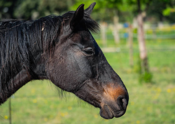 istock Close-up of a brown mare's head 2148348086