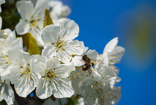 Bee collecting nectar from blooming cherry blossoms in a cherry orchard