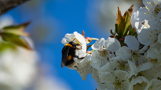 A bumblebee sitting on blooming cherry blossoms in a cherry orchard.