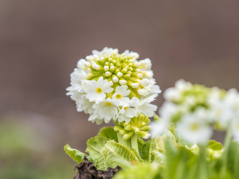 White flower Primula denticulata (drumstick primrose) in spring garden. White Primula denticulata in a garden