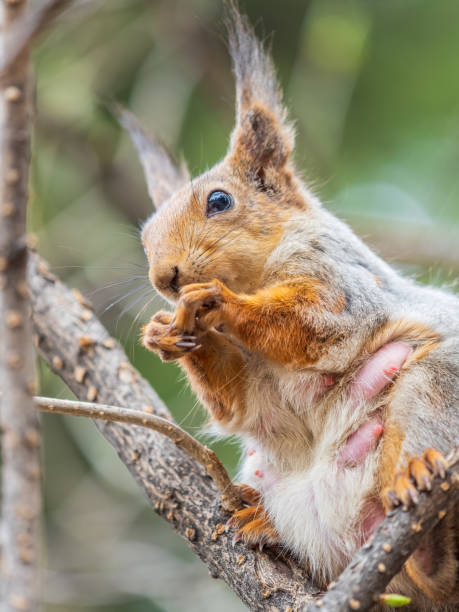 istock The squirrel with nut sits on a branches in the spring or summer. 2148348424