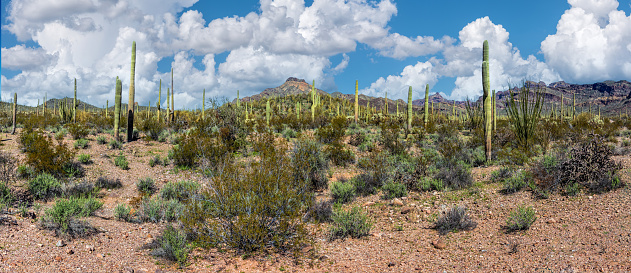 The Ajo Mountain Drive offers breathtaking views of the unique Sonoran Desert landscape, featuring a variety of flora and fauna. Two of the standout features of the area are the Organ Pipe Cactus (Stenocereus thurberi) and the Saguaro Cactus (Carnegiea gigantea). The Saguaro stands tall, often reaching heights of 40 feet or more and living up to two centuries. Its characteristic silhouette, adorned with 'arms' reaching towards the sky, serves as a testament to its endurance in harsh desert conditions.  In contrast, the Organ Pipe Cactus thrives in clusters, its slender stems resembling a congregation of organ pipes, hence its name. This cactus species flourishes in rocky terrain, its multiple stems serving as water reservoirs to survive extended periods of drought.  These two are endemic to the Sonoran Desert and found nowhere else in the world.  This scene , which includes Mount Ajo and Tillotson Peak, was photographed from the Ajo Mountain Drive in Organ Pipe Cactus National Monument south of Ajo, Arizona, USA.