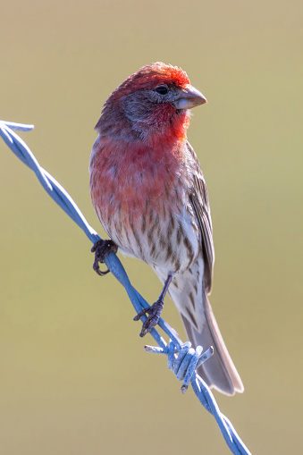 House Finch male perched on a barbed wire. Palo Alto Baylands, Santa Clara County, California, USA.