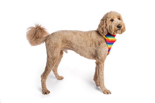 Studio photo of a Goldendoodle dog isolated on a white background.
