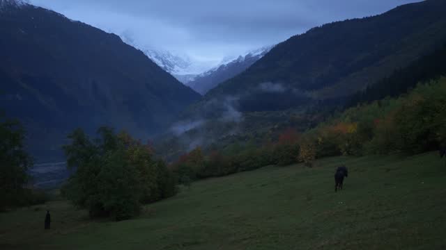 couple horse grazing in a pasture in mistyc forest among mountain in evening light