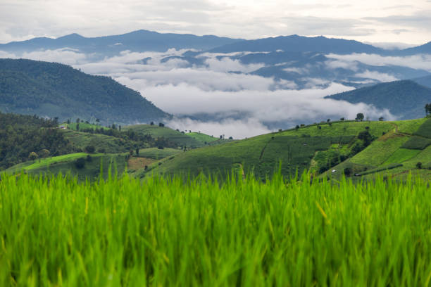 Ban Pa Phong Pieng Chiang Mai Thailand.