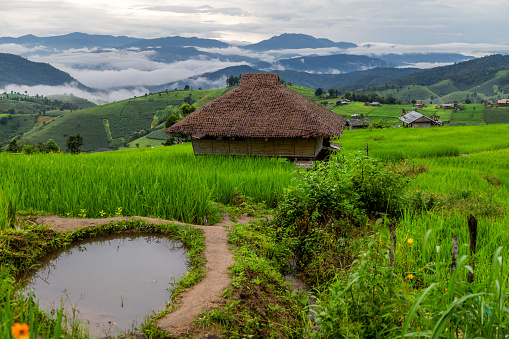 Rice terrace fields at Pa Bong Piang village Chiang Mai