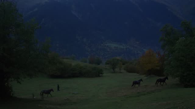 couple horse grazing in a pasture in mistyc forest among mountain in evening light