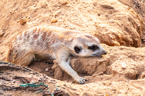 Meerkat suricatta family wildlife picture. Portrait of meerkat