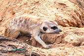 Meerkat suricatta family wildlife picture.