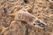 Meerkat suricatta family wildlife picture.