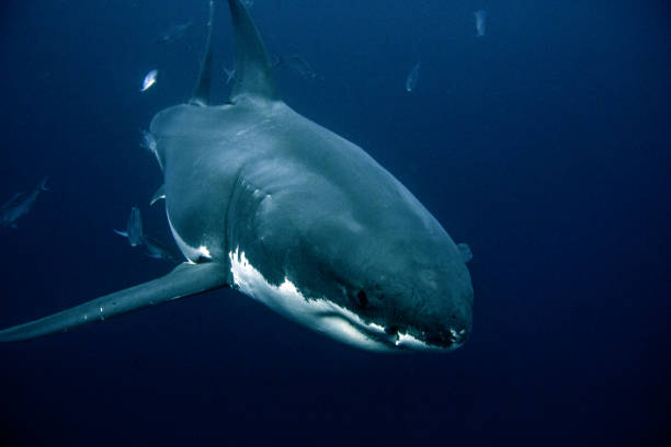 istock Close up of a great white shark swimming below the surface 2148350526
