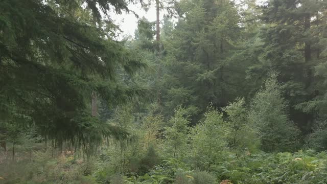 Flight through trees in unspoiled forest with mixed trees, ferns and undergrowth.