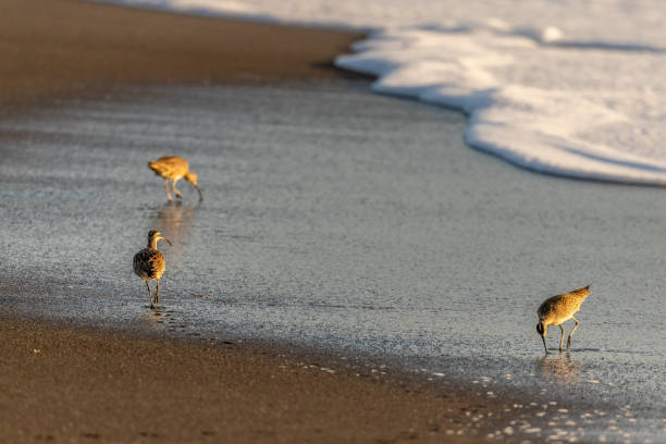 A flock of sanderlings swiftly moves along the shoreline at Lauderdale-by-the-Sea, Florida, dodging the incoming waves. These small migratory shorebirds are known for their synchronized movements, chasing the retreating surf in search of food.
