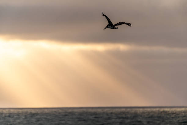 A group of Brown Pelicans hunting for fish off the coast in Pacifica, California with crepuscular rays.