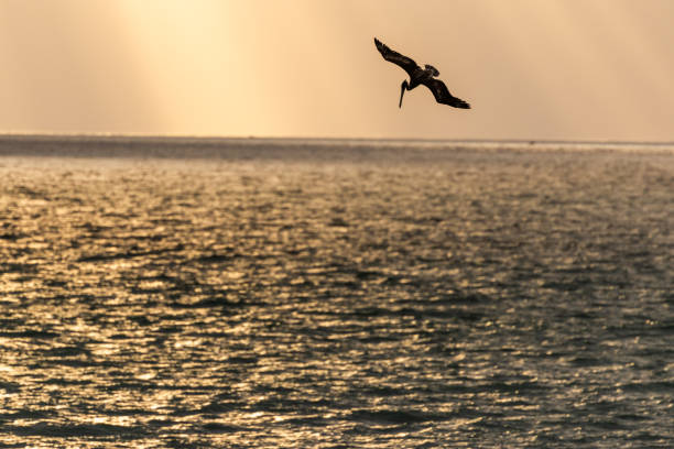 A group of Brown Pelicans hunting for fish off the coast in Pacifica, California with crepuscular rays.