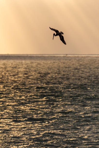 istock Brown Pelican Northern California 2148350634