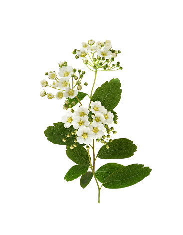 Spiraea chamaedryfolia flowers and leaves isolated on white