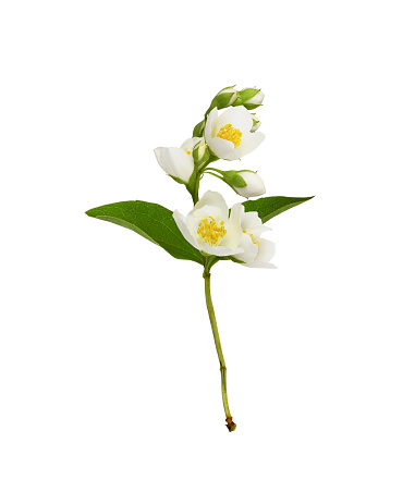 Twig of Jasmine (Philadelphus) flowers isolated on white