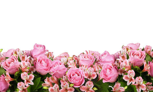 Border with pink roses and alstroemeria flowers isolated on white background