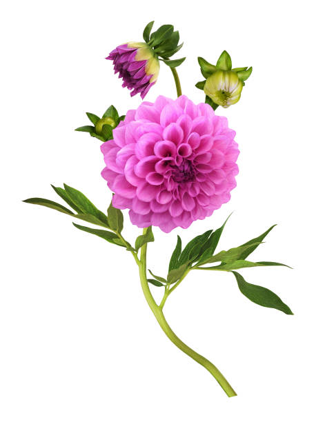 Pink dahlia flowers, buds and leaves isolated