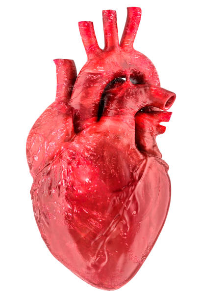 istock Human heart, organ with aorta and arteries, 3D rendering 2148351507