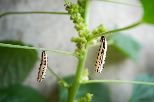 Caterpillar transforms to pupa hanging sticks to a tree trunk or bush. The initial stage of insect life is in the form of butterfly or moth larvae.