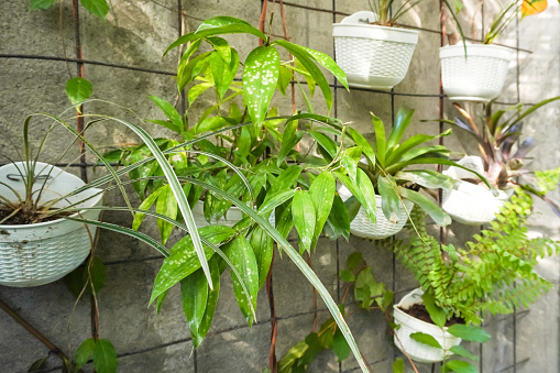 Hanging house plant in white terracota earthenware pot. Concept for Vertical Garden, Gardening Hobby, Leisure Activity, Plant Seller Shop.