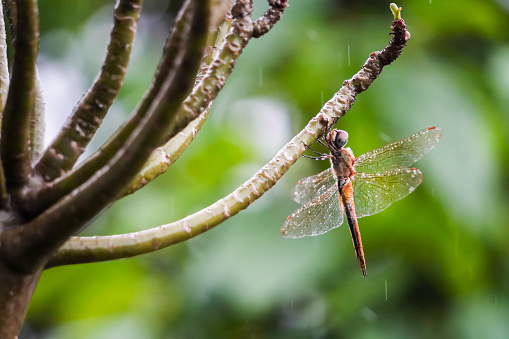 Red dragonfly perched on the tree branch during rain with bokeh background. Empty blank copy text space.