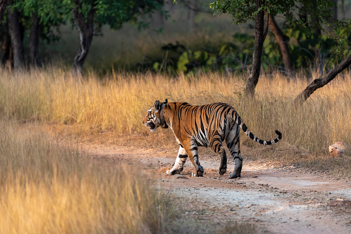 A tigress walking along the road in the forest of central India. Selective focus.