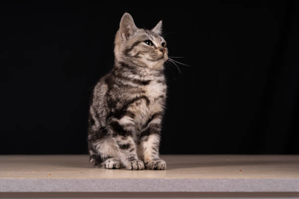 istock A cute little cat in the background 2148352586