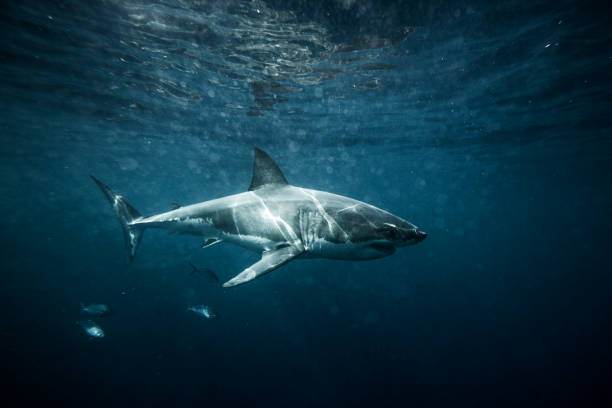 istock Great white shark swimming in blue water below the surface 2148353745