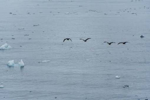 Telephoto of melting ice along the Antarctic peninsula. A group of four flying Antarctic Shag -Leucocarbo bransfieldensis- pass along in the foreground.
