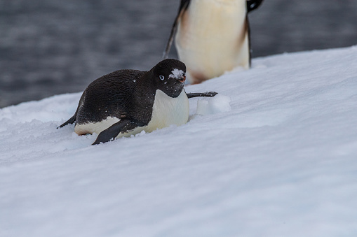 Close-up of two Adelie Penguins - Pygoscelis adeliae- standing on an iceberg, near the fish islands, on the Antarctic Peninsula