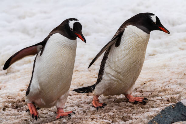istock Gentoo Penguin colony on Cuverville island 2148353913