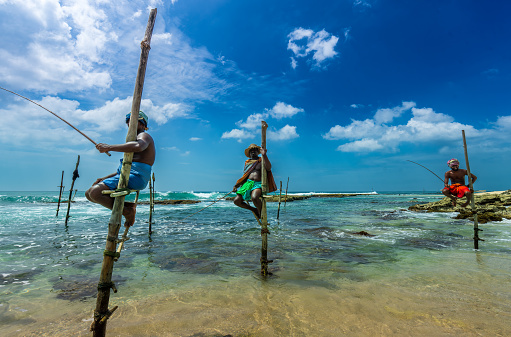 Southwest Coast, Sri Lanka - Jan. 29, 2024: Fishermen skillfully balance on wooden stilts amidst the shallow waters, casting their lines in a serene and traditional fishing method.