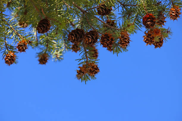 Pine cones and branches on the background of the blue sky