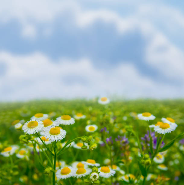 Wildflower Meadow With White Daisies Under Dramatic Sky: Blooming Field Near Village With Storm Clouds In The Background. High quality photo