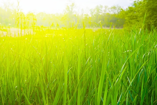 closeup green prairie grass in light of sun